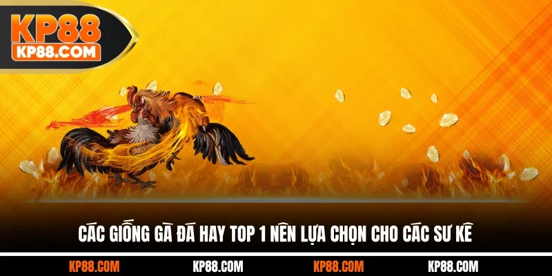 Các Giống Gà Đá Hay