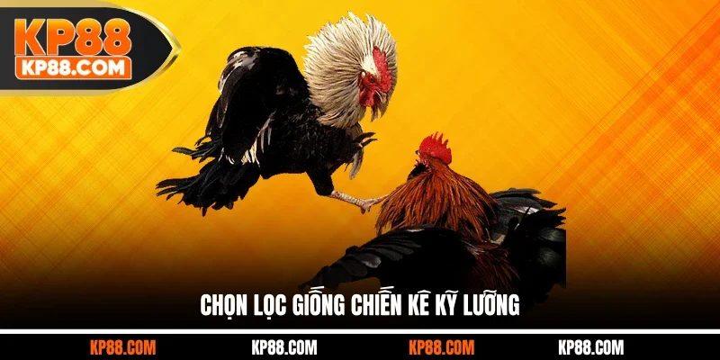 Chọn lọc giống chiến kê kỹ lưỡng
