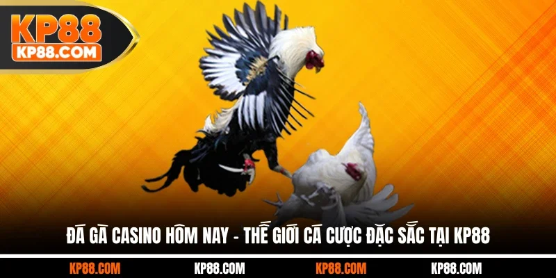 Đá Gà Casino Hôm Nay