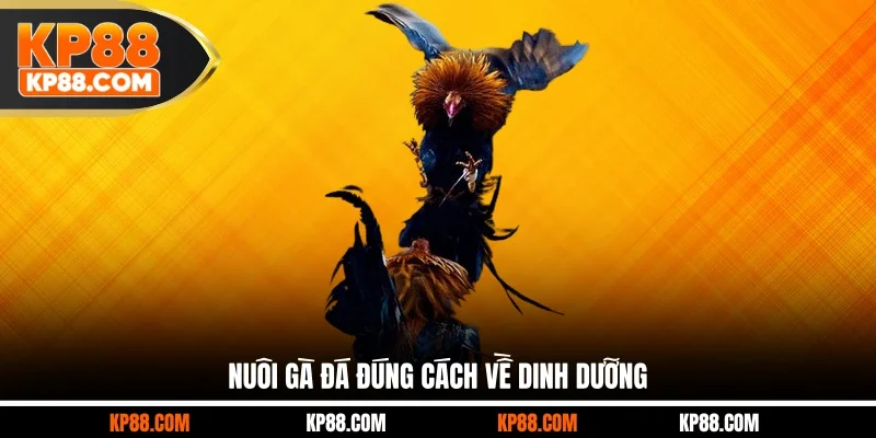 Nuôi gà đá đúng cách về dinh dưỡng