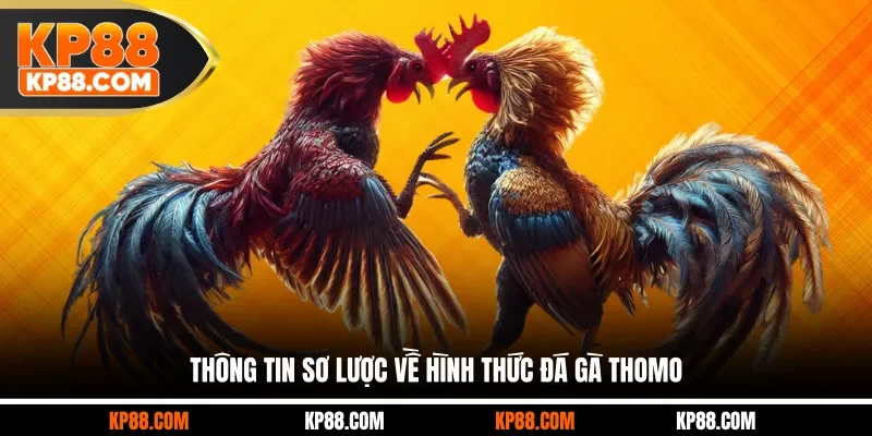 Thông tin sơ lược về hình thức đá gà Thomo