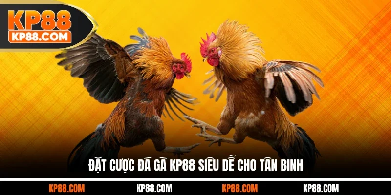 Đặt cược đá gà KP88 siêu dễ cho tân binh
